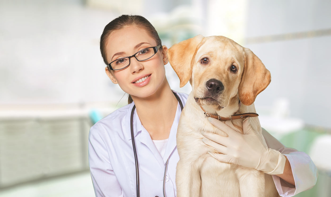 Centro M dico Veterinario Los Robles Talca Amor Por Los Animales